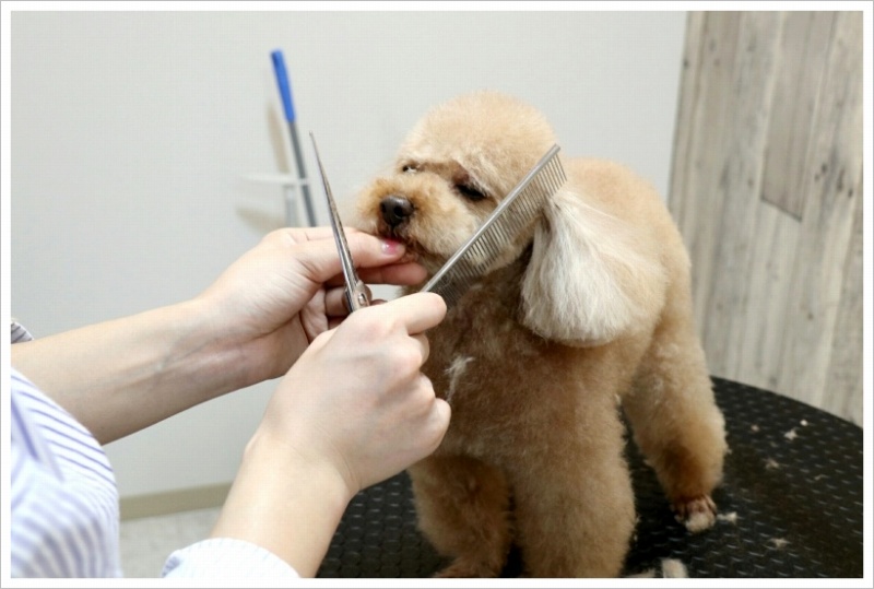 トリミング風景