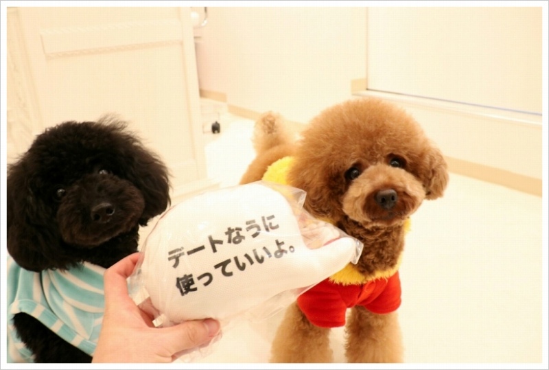 ペットホテルの様子