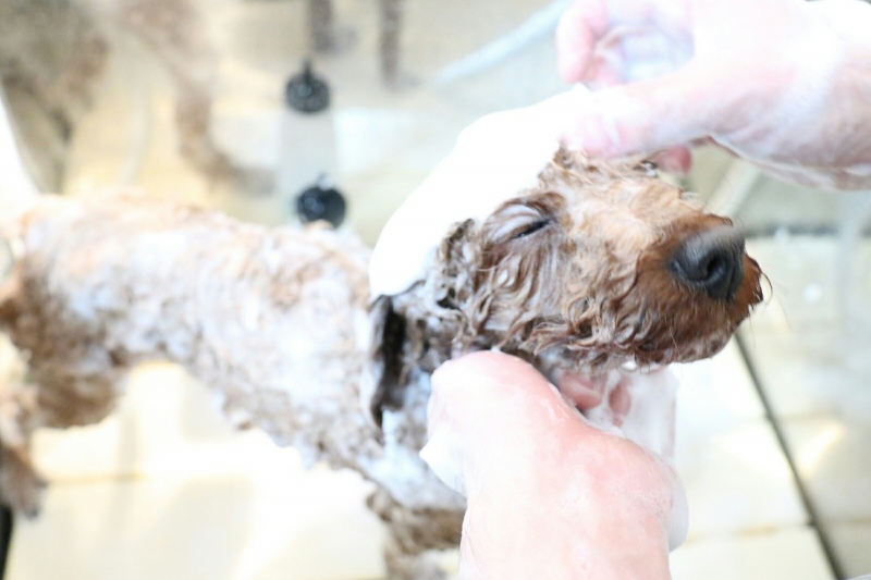 シャンプーの様子